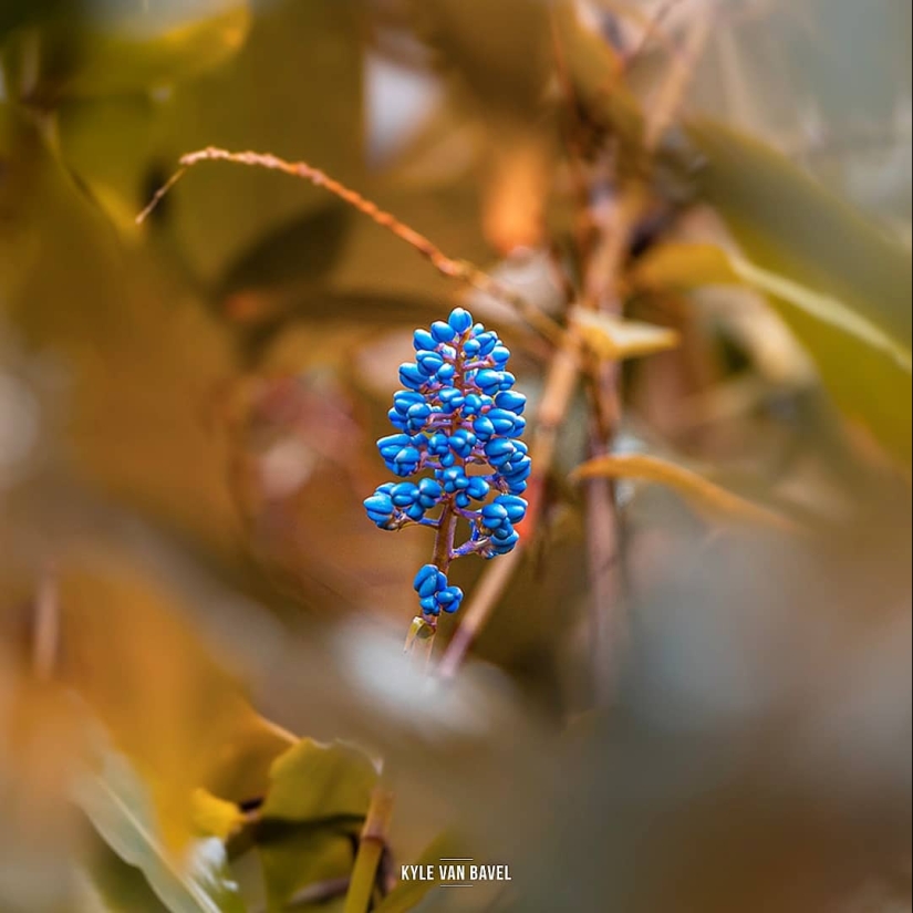 La magia de la macrofotografía: hermosas flores y los insectos en la lente de Kyle van Bavel