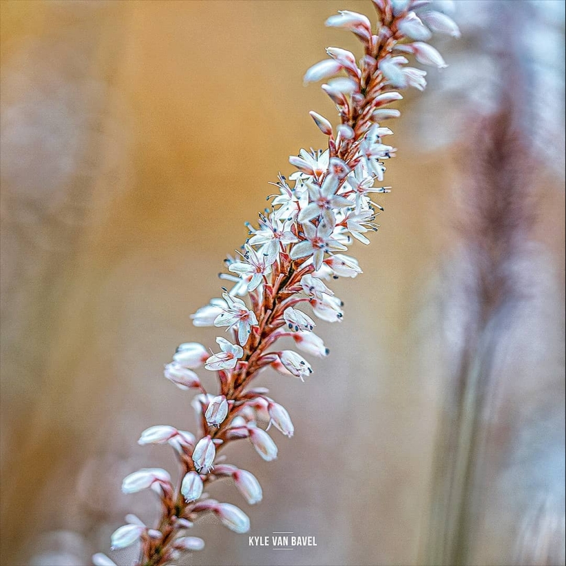 La magia de la macrofotografía: hermosas flores y los insectos en la lente de Kyle van Bavel