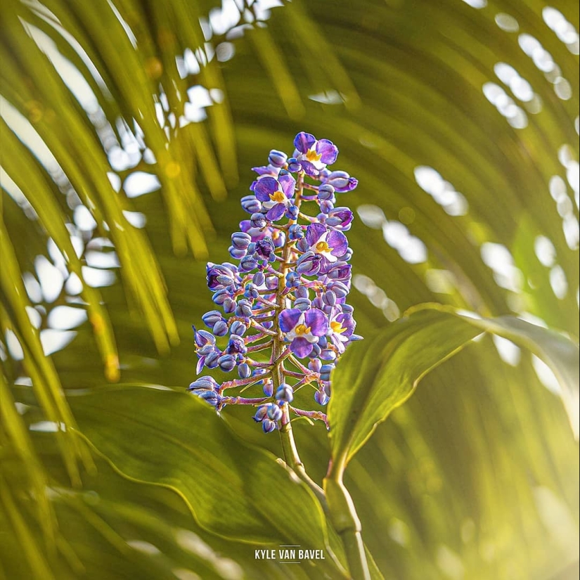 La magia de la macrofotografía: hermosas flores y los insectos en la lente de Kyle van Bavel