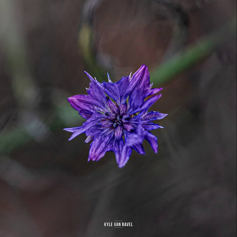 La magia de la macrofotografía: hermosas flores y los insectos en la lente de Kyle van Bavel