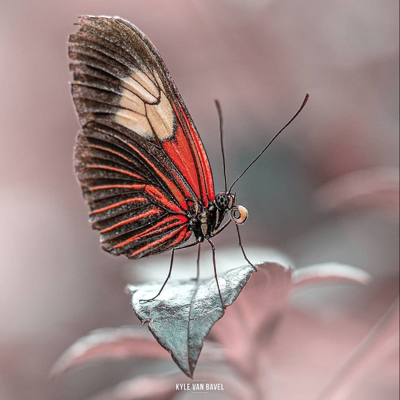 La magia de la macrofotografía: hermosas flores y los insectos en la lente de Kyle van Bavel