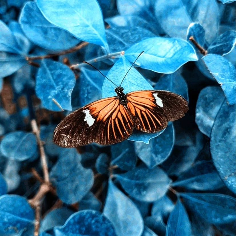 La magia de la macrofotografía: hermosas flores y los insectos en la lente de Kyle van Bavel