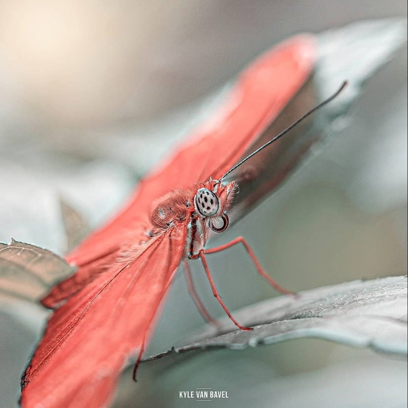 La magia de la macrofotografía: hermosas flores y los insectos en la lente de Kyle van Bavel