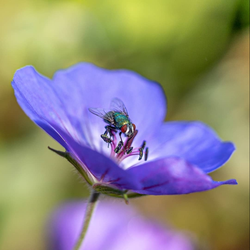 La magia de la macrofotografía: hermosas flores y los insectos en la lente de Kyle van Bavel