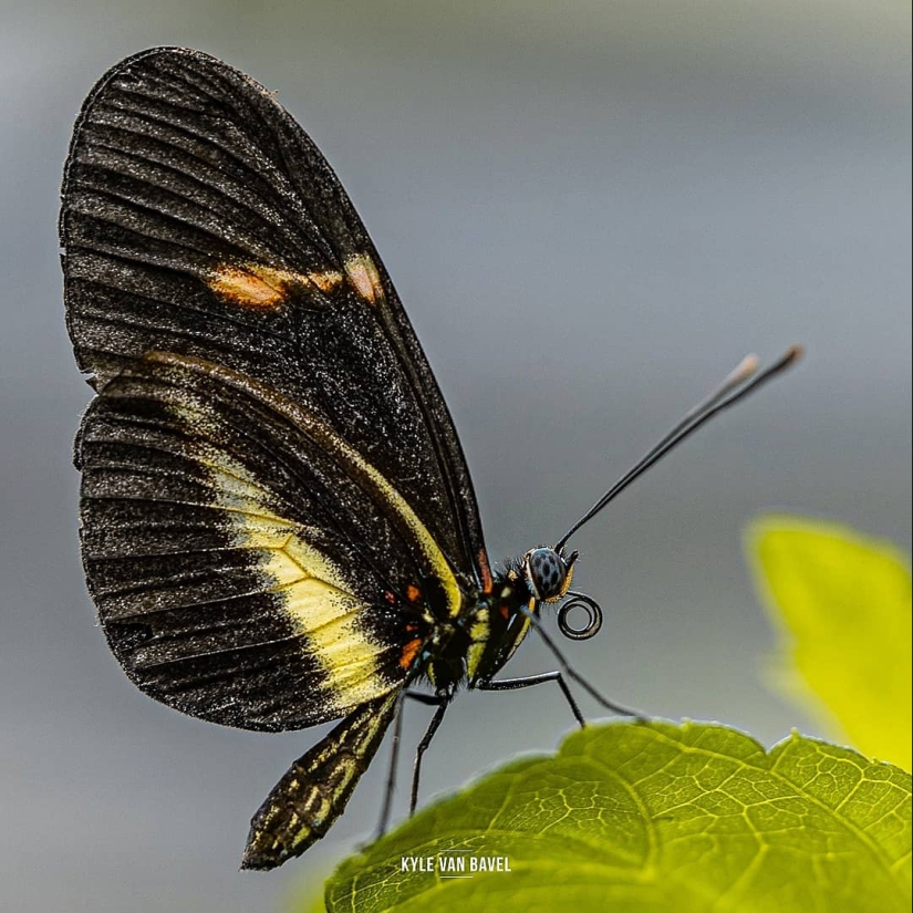 La magia de la macrofotografía: hermosas flores y los insectos en la lente de Kyle van Bavel