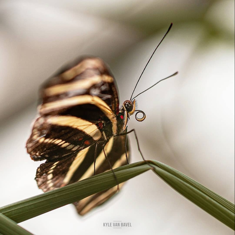 La magia de la macrofotografía: hermosas flores y los insectos en la lente de Kyle van Bavel