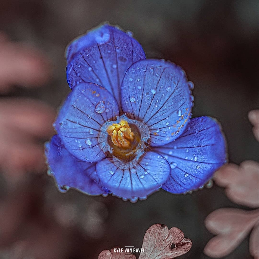 La magia de la macrofotografía: hermosas flores y los insectos en la lente de Kyle van Bavel