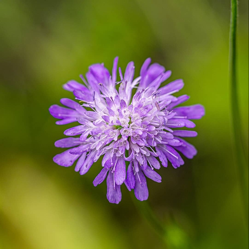 La magia de la macrofotografía: hermosas flores y los insectos en la lente de Kyle van Bavel