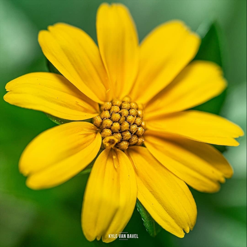 La magia de la macrofotografía: hermosas flores y los insectos en la lente de Kyle van Bavel