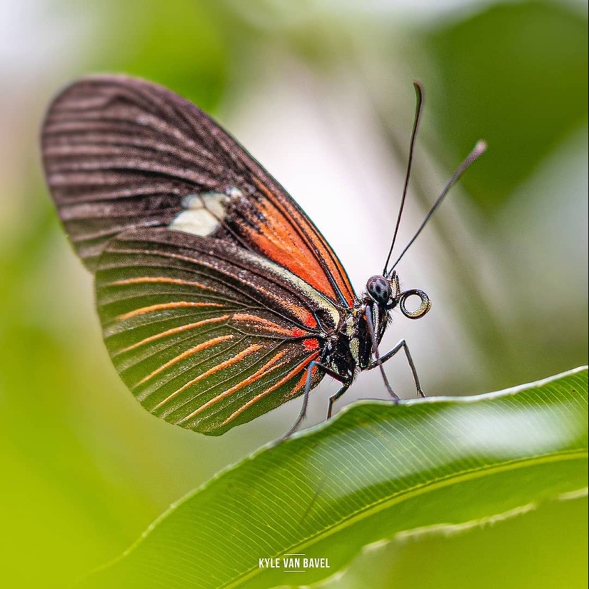 La magia de la macrofotografía: hermosas flores y los insectos en la lente de Kyle van Bavel