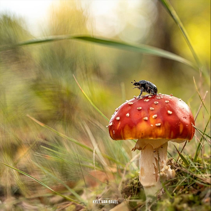 La magia de la macrofotografía: hermosas flores y los insectos en la lente de Kyle van Bavel