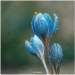 La magia de la macrofotografía: hermosas flores y los insectos en la lente de Kyle van Bavel