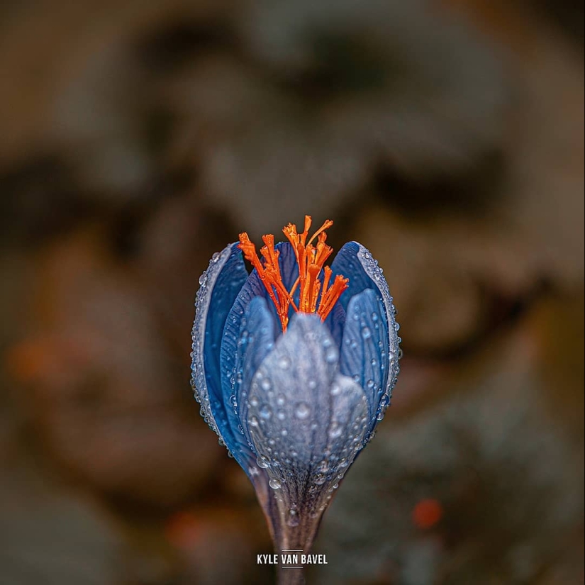 La magia de la macrofotografía: hermosas flores y los insectos en la lente de Kyle van Bavel