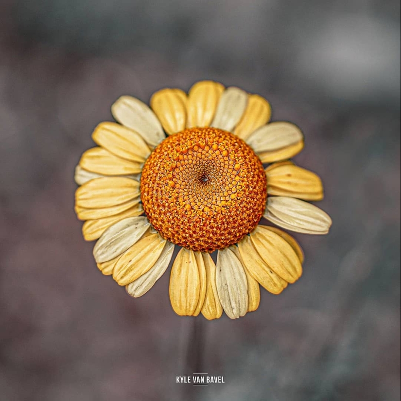 La magia de la macrofotografía: hermosas flores y los insectos en la lente de Kyle van Bavel