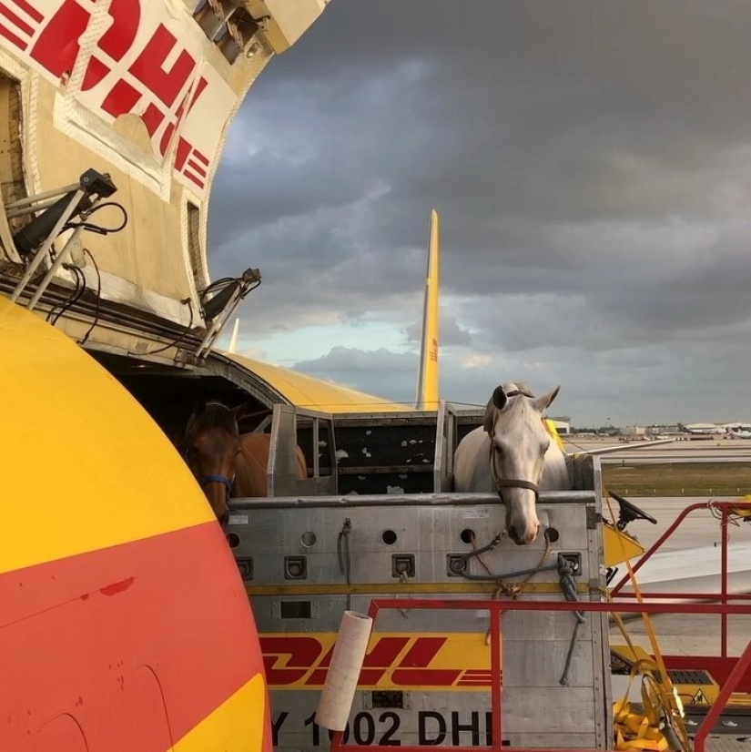 La manada va al cielo: cómo se transportan los caballos en los aviones
