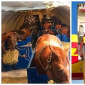 La manada va al cielo: cómo se transportan los caballos en los aviones