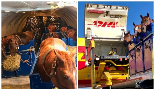 La manada va al cielo: cómo se transportan los caballos en los aviones