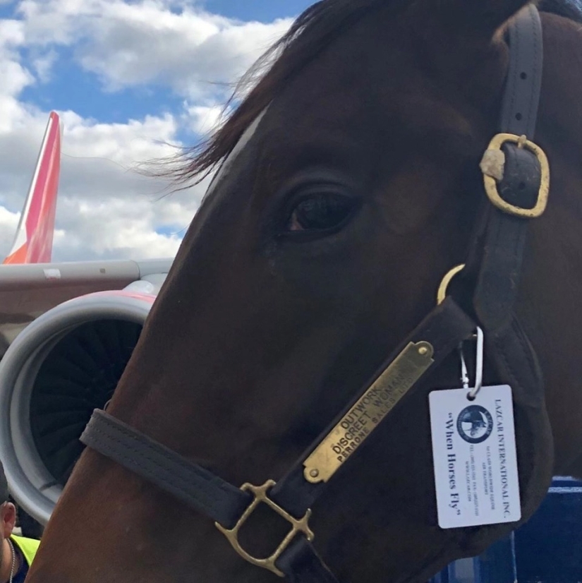 La manada va al cielo: cómo se transportan los caballos en los aviones