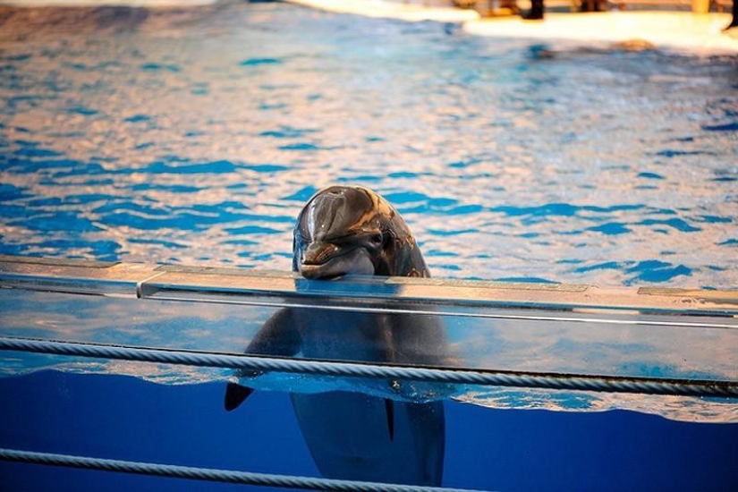 La mayoría de los hechos sorprendentes acerca de los delfines