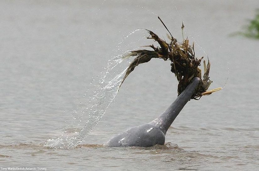 La mayoría de los hechos sorprendentes acerca de los delfines