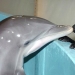 La mayoría de los hechos sorprendentes acerca de los delfines