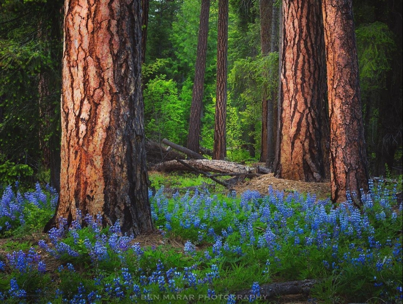 La naturaleza hermosa en las fotos de Ben Marra