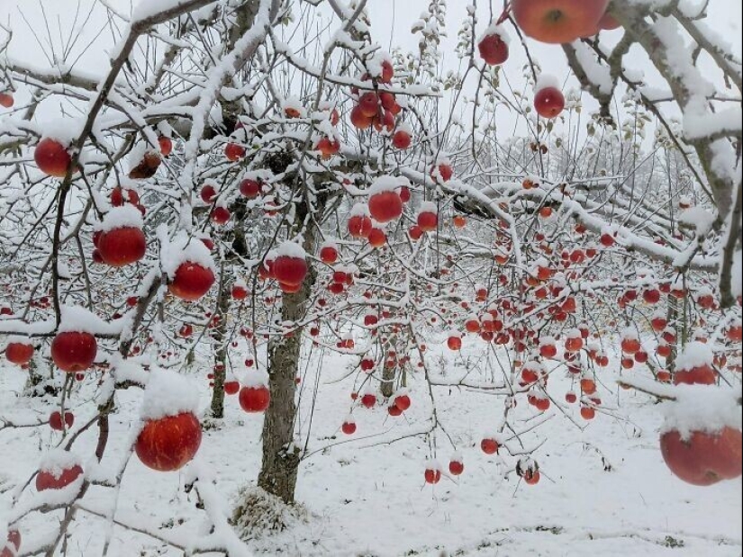 La nieve maravillas que va a ver una vez en tu vida