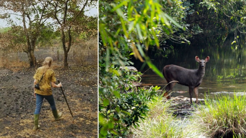 La pareja pasó 30 años restaurando la reserva, replantando la selva tropical