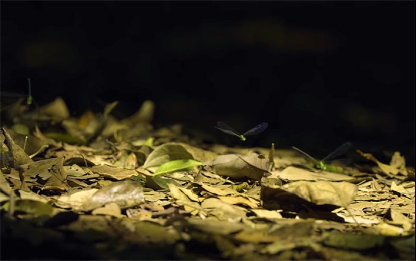 La pareja pasó 30 años restaurando la reserva, replantando la selva tropical