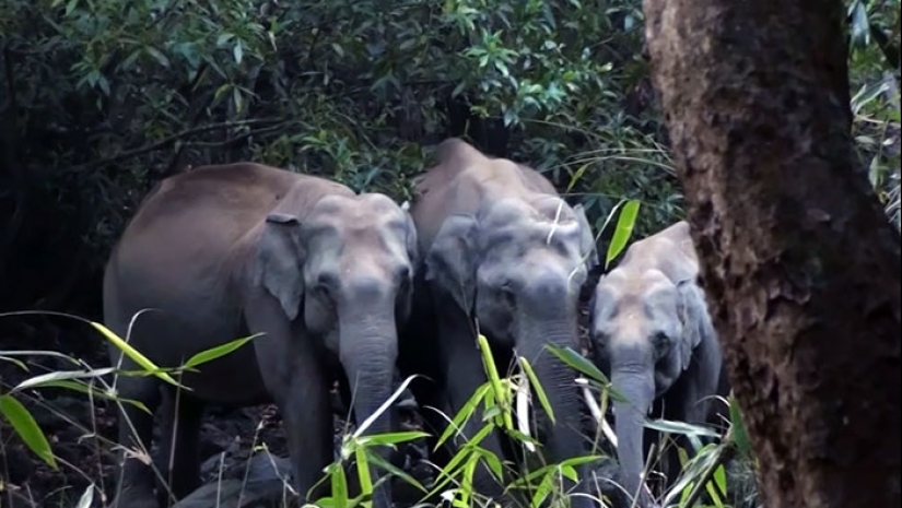 La pareja pasó 30 años restaurando la reserva, replantando la selva tropical