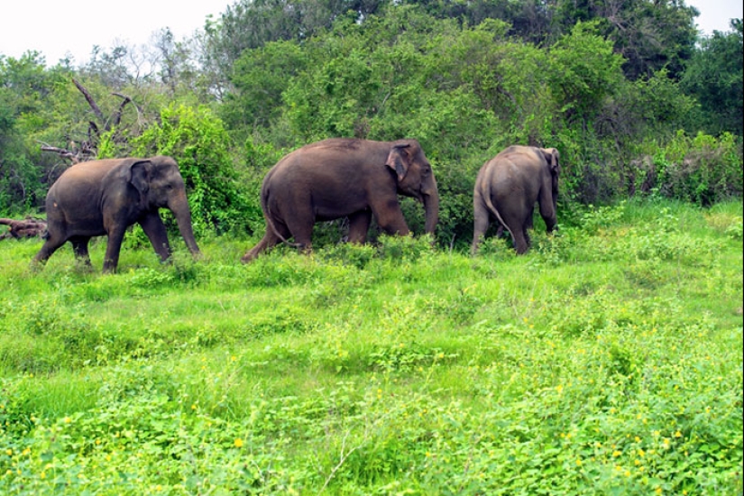 La pareja pasó 30 años restaurando la reserva, replantando la selva tropical