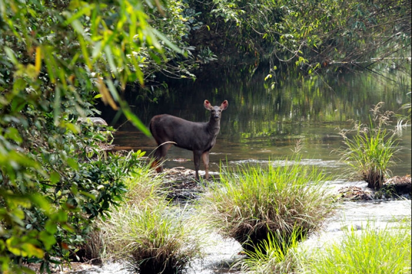 La pareja pasó 30 años restaurando la reserva, replantando la selva tropical