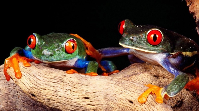 La rana arbórea de ojos rojos es una rana absolutamente caricaturesca.