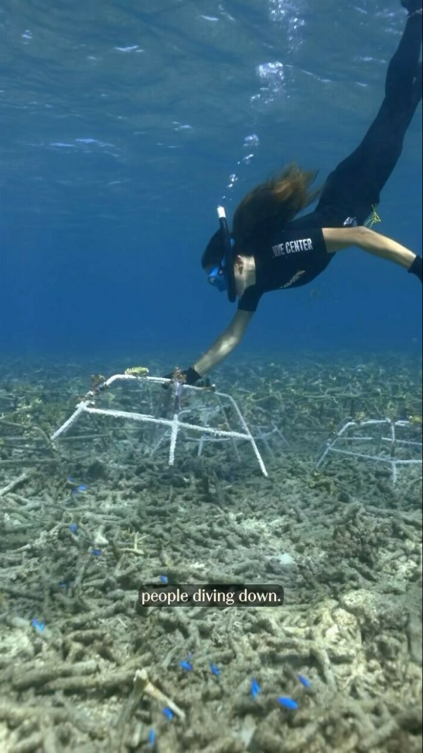 La recuperación total de un arrecife de coral sin vida en 4 años, según un estudio