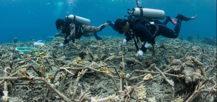 La recuperación total de un arrecife de coral sin vida en 4 años, según un estudio