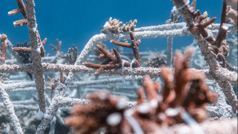 La recuperación total de un arrecife de coral sin vida en 4 años, según un estudio
