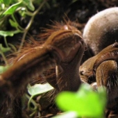 La tarántula Goliat, la araña más grande del planeta