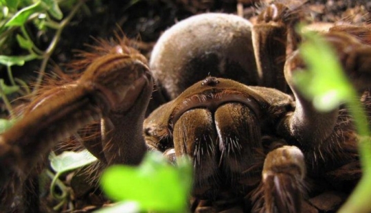 La tarántula Goliat, la araña más grande del planeta