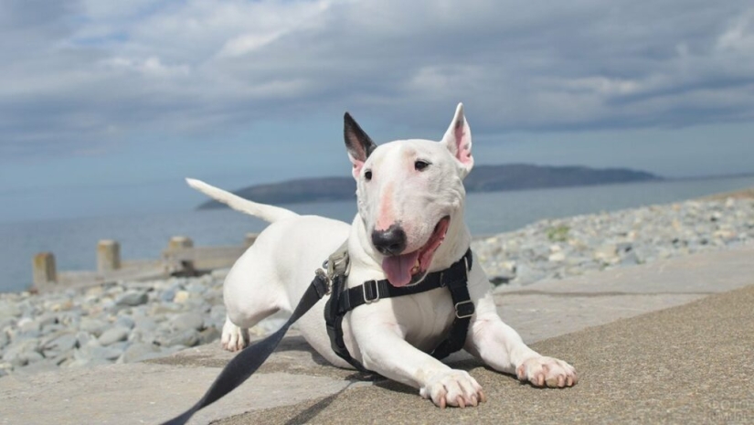 La verdad y los mitos sobre bull Terriers, los perros más demonizados del mundo