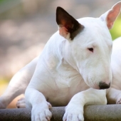 La verdad y los mitos sobre bull Terriers, los perros más demonizados del mundo