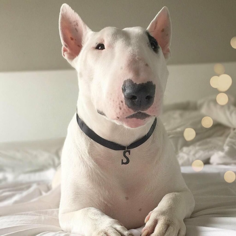 La verdad y los mitos sobre bull Terriers, los perros más demonizados del mundo