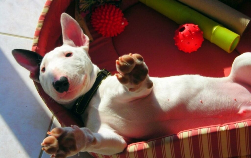 La verdad y los mitos sobre bull Terriers, los perros más demonizados del mundo