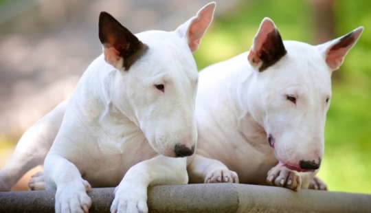 La verdad y los mitos sobre bull Terriers, los perros más demonizados del mundo