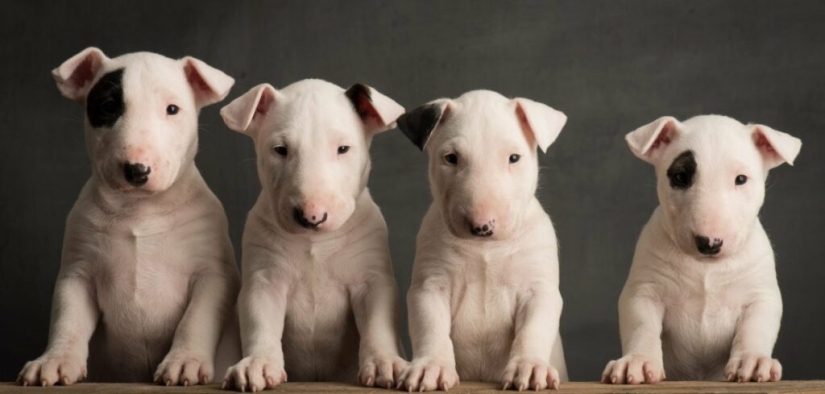 La verdad y los mitos sobre bull Terriers, los perros más demonizados del mundo