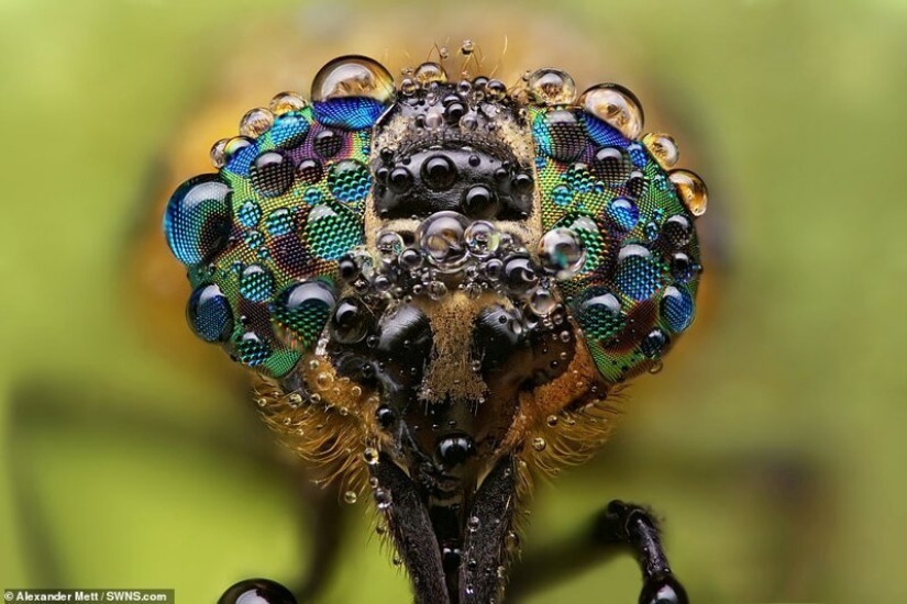 La vida de los insectos: increíble fotografía macro por Alexander Mette