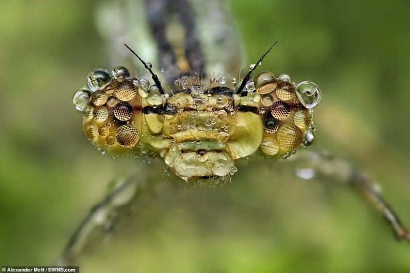 La vida de los insectos: increíble fotografía macro por Alexander Mette