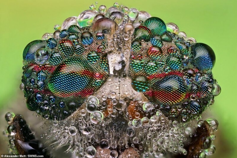 La vida de los insectos: increíble fotografía macro por Alexander Mette