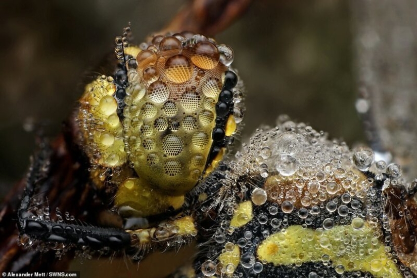 La vida de los insectos: increíble fotografía macro por Alexander Mette