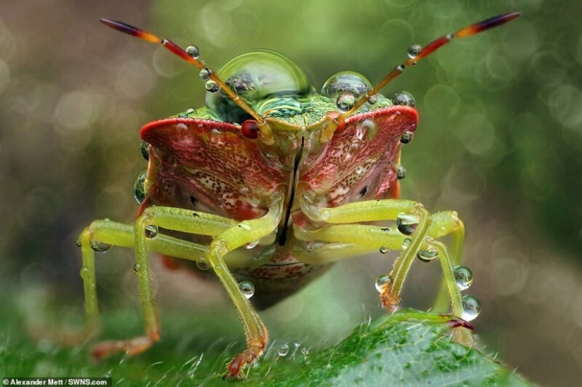 La vida de los insectos: increíble fotografía macro por Alexander Mette