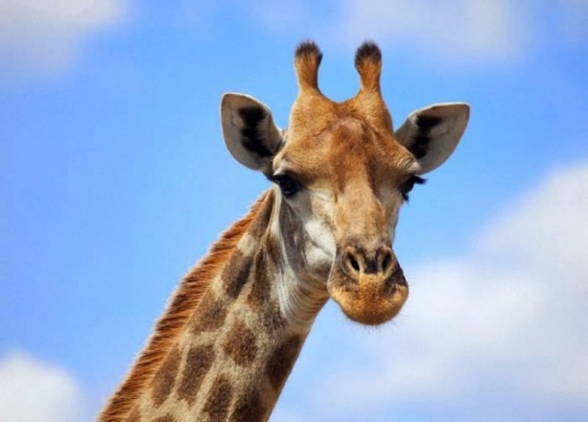 La vida de una jirafa es un diario infierno y todo a causa de la larga cuello